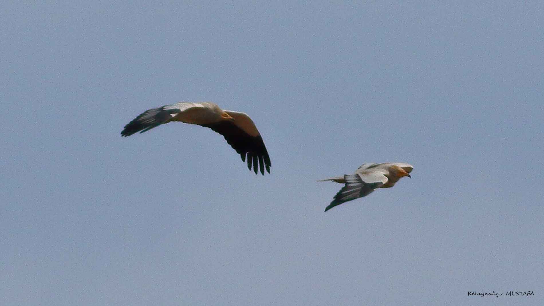 Egyptian Vulture